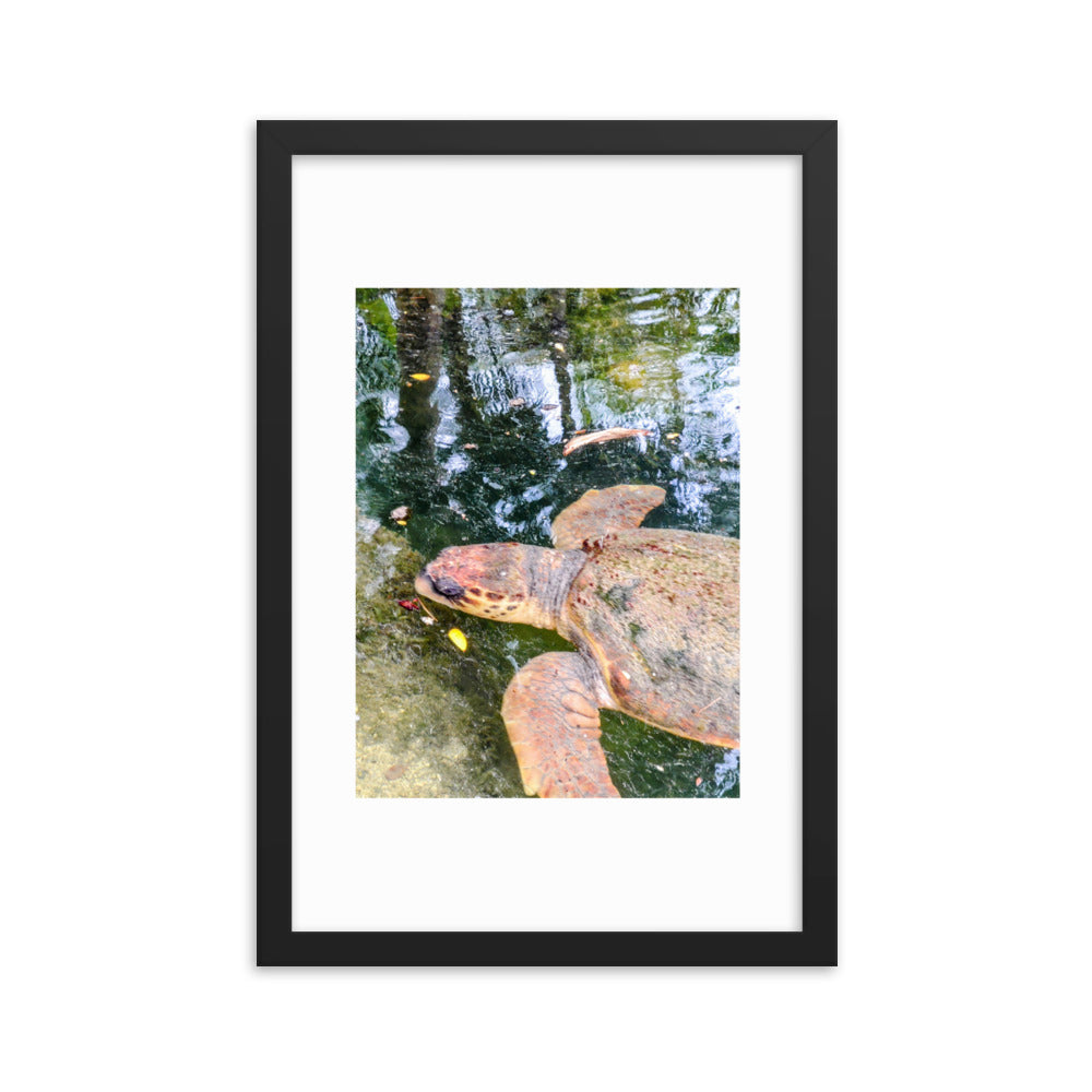 Florida Turtle Framed poster