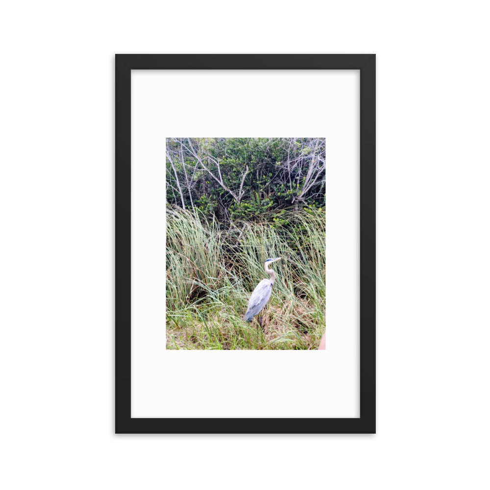 Heron in the Everglades Framed poster