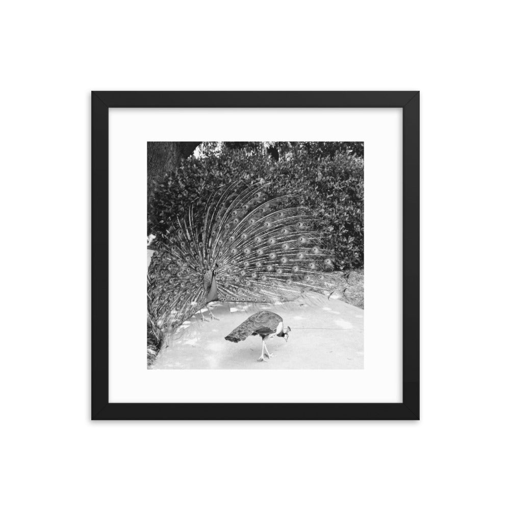 Peacocks in Black and White Framed poster