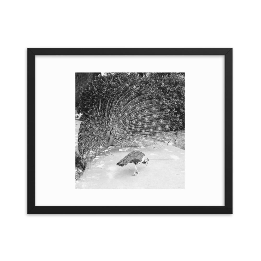 Peacocks in Black and White Framed poster