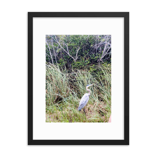 Heron in the Everglades Framed poster