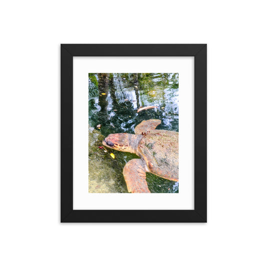 Florida Turtle Framed poster